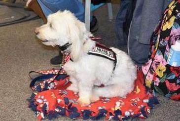From Around the Region: North Syracuse Students PAWS to De-stress