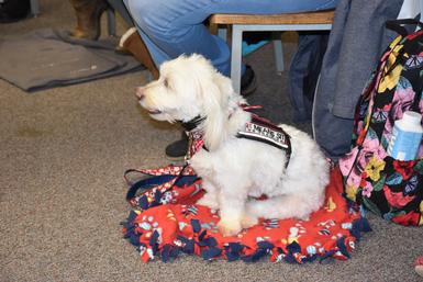 therapy dog sits patiently